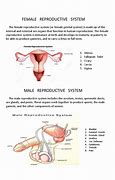 Image result for Biology Human Reproduction