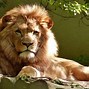 Image result for Largest World Biggest Lion