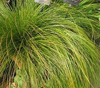 Image result for Carex testacea Prairie Fire