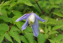 Image result for clematis_alpina