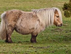 Image result for Shetland Pony Races