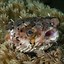 Image result for Facts About Puffer Fish