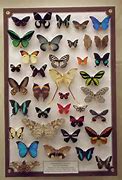 Image result for Butterfly Tablet Cases