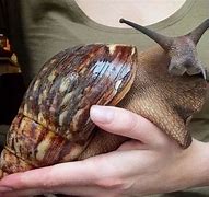 Image result for World's Biggest Slug