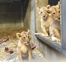 Image result for Lion in the Zoo