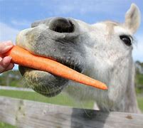 Image result for Horse Eating Carrot