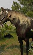 Image result for Greek Horse Breeds