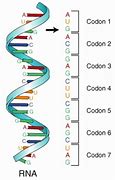 Image result for Codon