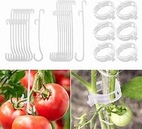 Image result for Tomato Clips for String
