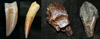 Image result for Fossilized Animal Teeth