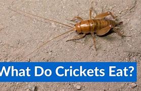 Image result for Pet Cricket