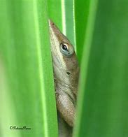 Image result for Purple Anole
