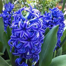 Image result for Hyacinthus Blue Jacket