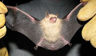 Image result for Bats in MI