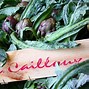 Image result for caillois