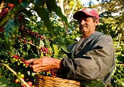 Image result for Coffee Farming