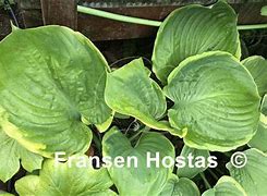 Image result for Hosta Ufo