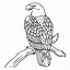 Image result for Bald Eagle Color Drawing