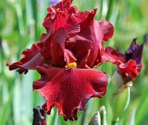 Image result for Iris germanica Red Chieftain