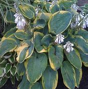 Image result for Hosta Frances Williams