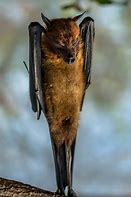 Image result for Bat Upside Down On Door