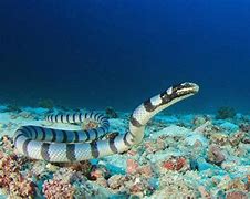 Image result for Blue Sea Snake