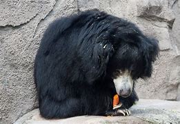 Image result for Sloth Bear Eating