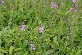 Image result for Veronica cantiana (x) Kentish Pink