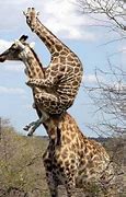 Image result for Giraffe Puns