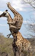 Image result for Giraffes Zodiac Meme