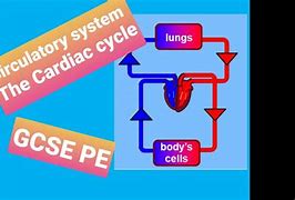 Image result for Circulatory System GCSE
