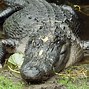 Image result for Alligator Facts for Kids National Geographic