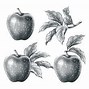 Image result for Detailed Apple Drawing