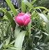 Image result for Paeonia officinalis ssp. villosa