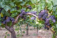 Image result for Navarro Pinot Gris