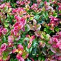 Image result for Leucothoe axillaris Curly Red
