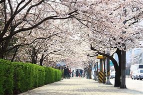 Image result for Yeouido Park Sakura Seoul