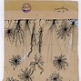 Image result for Santiago Roman Cajal