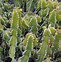Image result for Euphorbia characias Forescate