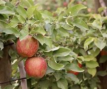 Image result for Honeycrisp Apple Tree Seedling