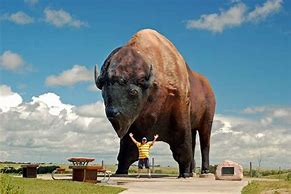 Image result for Biggest Bison Ever