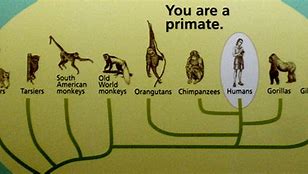Image result for Evolution into Humans