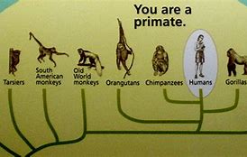 Image result for Evolution Family Tree