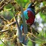 Image result for quetzal 