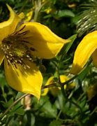 Image result for Clematis Orientalis