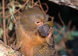 Image result for callithrix_pygmaea