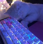 Image result for Dark Cat PFP On Pink Keyboard