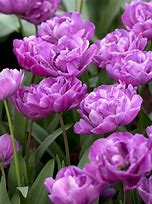Image result for Double Tulips