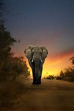 Image result for Elephant Getting Sunshine