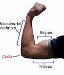 Image result for Biceps VR